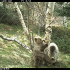 Una ossa amb cadells d’os fotografiada l’estiu passat.