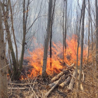 Una imatge de l'incendi al bosquet de l'estany d'Ivars i Vila-sana.