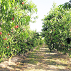 La fruita és un dels puntals de les dos cooperatives de segon grau.