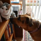 La ley de Bienestar Animal, aprovada hace cinco meses, prevé que el curso de formación para los dueños de perros y el seguro de responsabilidad civil sean obligatorios.
