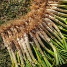 Calçots.