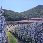 Arbres florits a la Granja d'Escarp.