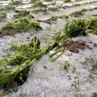 Aquesta imatge dona idea dels estralls a Sant Guim de la Plana. - @DAVIDGARGANTE