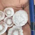 Mostra de la pedra que va caure ahir.