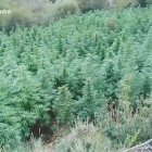 La plantació es trobava en una zona de difícil accés als voltants del Barranc de l’Escarlà. - MOSSOS D’ESQUADRA