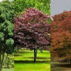 Tres dels àrbres que es plantaran al Passeig Felming de Lleida