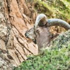 Una cabra salvatge observa una paret de cingles en una zona muntanyosa. - PEXELS (CCO)
