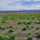 Un exemplar de sisó en una àrea estepària protegida del canal Segarra-Garrigues, gestionada per ASG. - ASG