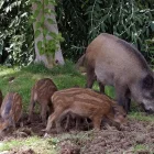 Una femella de senglar busca menjar amb quatre cries en una zona de muntanya. - EFE
