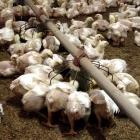 Imatge d’arxiu de pollastres en una explotació a les comarques de Lleida. - ACN