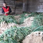 La campanya de calçots està a ple rendiment. - J.GÓMEZ