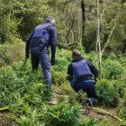 Dos agents dels Mossos d’Esquadra en una plantació a Prades.