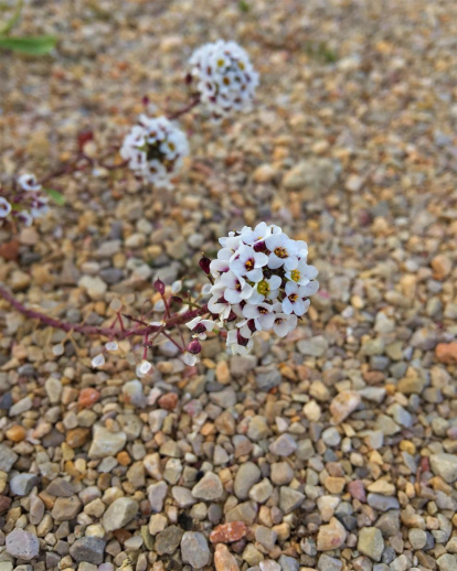 Flors blanques entre pedres