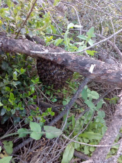 Passejant pel bosc, a la zona de Peramola, ahir a la tarda en aquest pi caigut hi havia aquest petit eixam d'abelles, totes ben recollides, que segruament hi van fer parada per passar la nit.