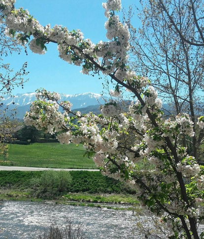 Arbres florits, camps verds i bon temps...arriba la primavera!