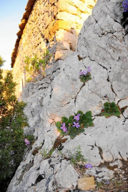.:  Fins i tot a les roques del Montsec (ermita de La Pertusa a Corçà) arriba la primavera en la seva lliçó permanent de natura i vida.