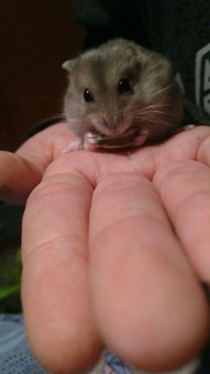 El meu hamster escapista que se que en el fons m'estima