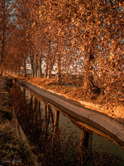 Reflexos tardorencs en el Canal d'Urgell.