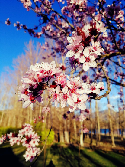 Arbres florits, camps verds i bon temps...ja és aquí a primavera!