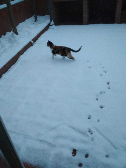 Els gats proven la neu