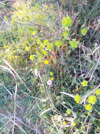 Arbres florits, camps verds i bon temps...ja és aquí la primavera!