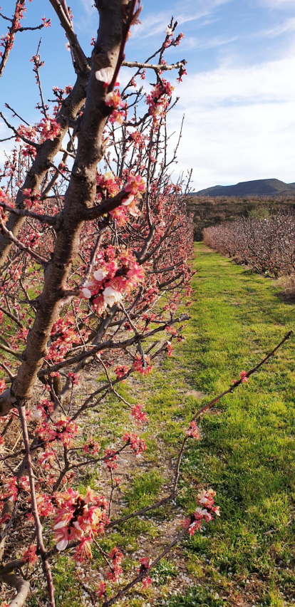 Albercoquers. La Granja d'Escarp