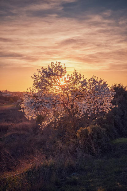 Esclat de flors en els paissatges de les Garrigues