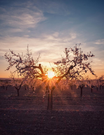 Donant llum al que dona la primavera (les Garrigues)