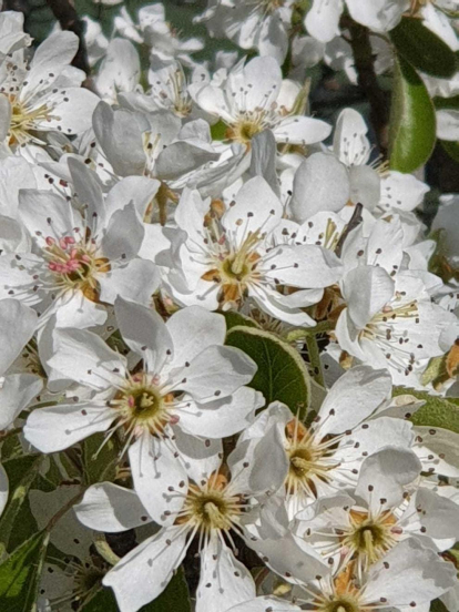 Arbres florits, camps verds i bon temps...ja és aquí la primavera!