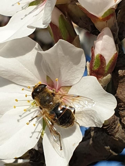 Arbres florits, camps verds i bon temps...ja és aquí la primavera!