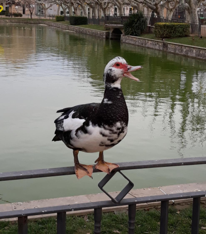 Quan arriba la primavera, fins i tot els ànecs estan contents.