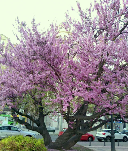 Arbres florits, camps verds i bon temps...ja és aquí la primavera!