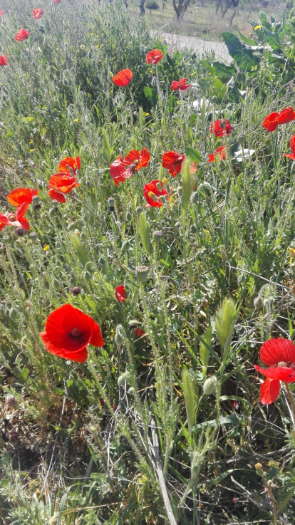 Tere Esqué  Avda de la Sardana 10 les Borges Blanques  615588812......Camps a les Garrigues