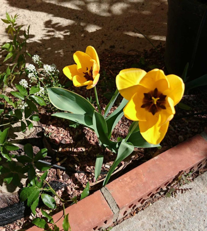 Tulipes d'un groc preciós.