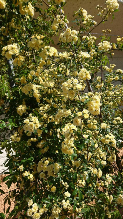 Així llueix la primavera des de l'horta de Lleida.