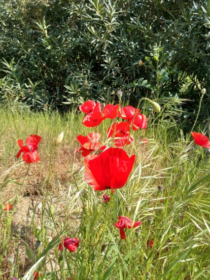 Arbres florits, camps verds i bon temps...ja és aquí la primavera!