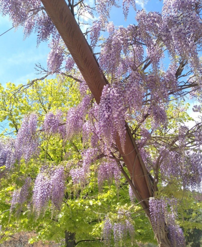 Arbres florits, camps verds i bon temps...ja és aquí la primavera!