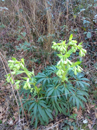 Arbres florits, camps verds i bon temps...ja és aquí la primavera!