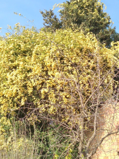 Arbres florits, camps verds i bon temps...ja és aquí la primavera!