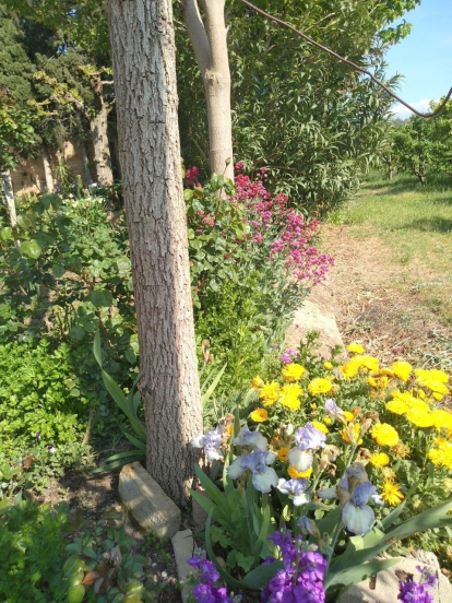 Arbres florits, camps verds i bon temps...ja és aquí la primavera!