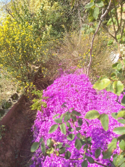 Arbres florits, camps verds i bon temps...ja és aquí la primavera!