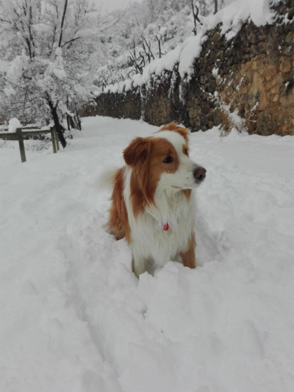 En Sunny, el nostre Border Collie enfonsat a la neu a Fígols d' Alinyà.
