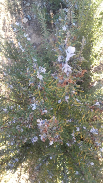 Arbres florits, camps verds i bon temps...ja és aquí la primavera!