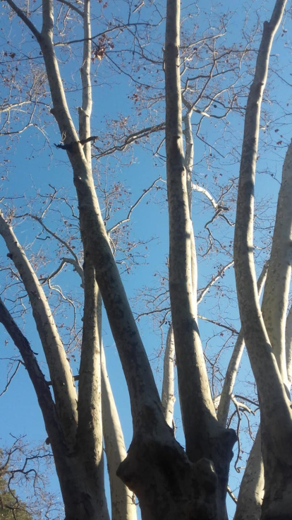 Arbres florits, camps verds i bon temps...ja és aquí la primavera!