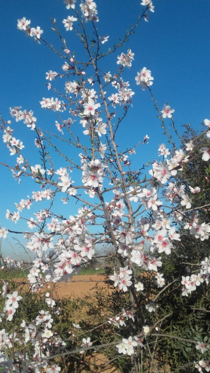 Arbres florits, camps verds i bon temps...ja és aquí la primavera!