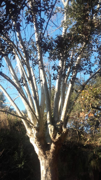 Arbres florits, camps verds i bon temps...ja és aquí la primavera!