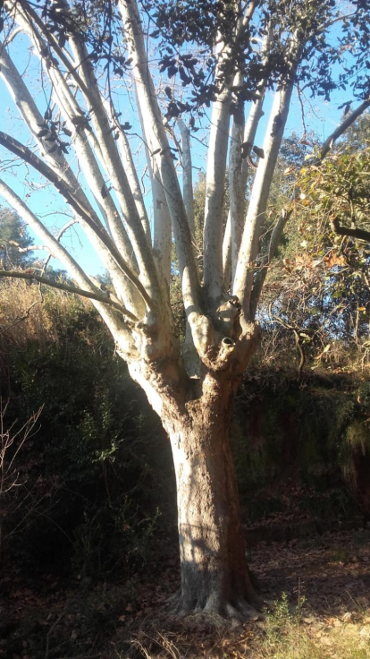 Arbres florits, camps verds i bon temps...ja és aquí la primavera!