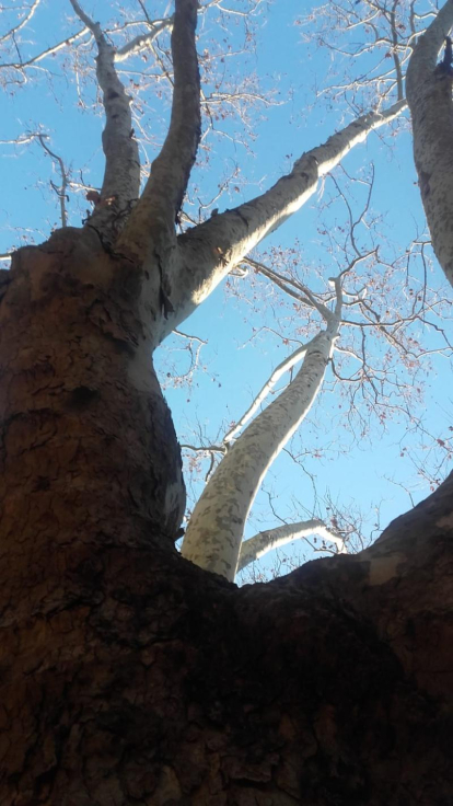 Arbres florits, camps verds i bon temps...ja és aquí la primavera!