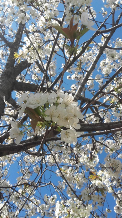 Arbres florits, camps verds i bon temps...ja és aquí la primavera!