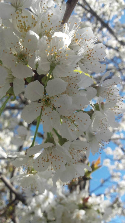 Arbres florits, camps verds i bon temps...ja és aquí la primavera!